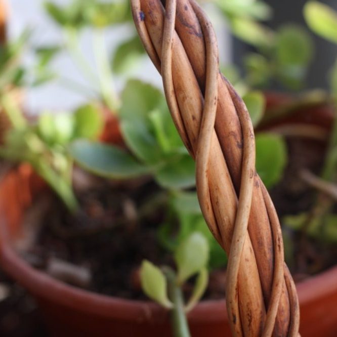 Todo se transforma | Familiae Psicología | Santiago y Madrid