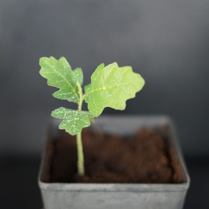 Naturaleza | Familiae Psicología