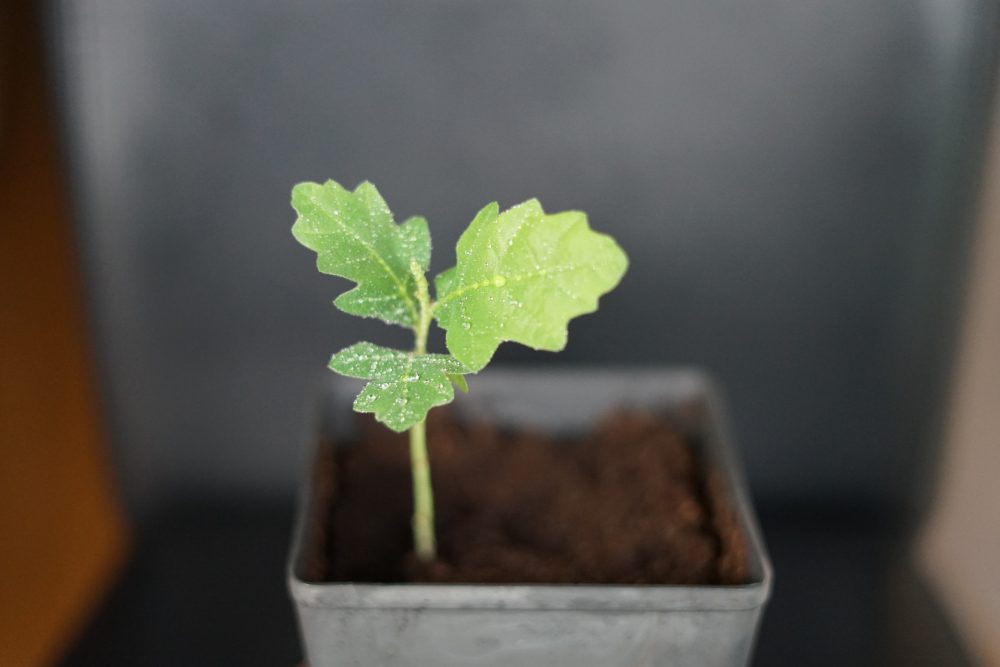 Naturaleza | Familiae Psicología