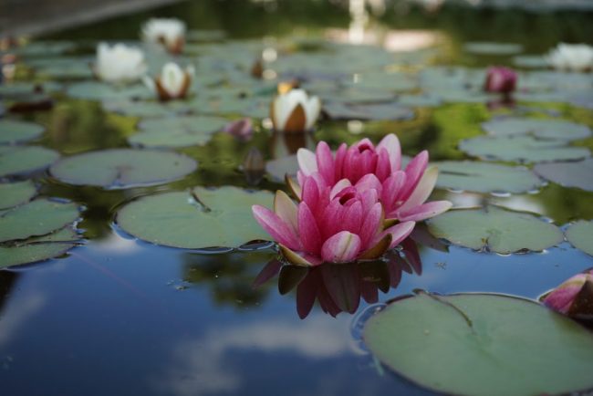 Flor | Familiae Psicólogas en Santiago y Madrid