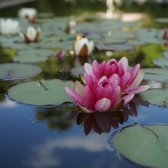 Flor | Familiae Psicólogas en Santiago y Madrid