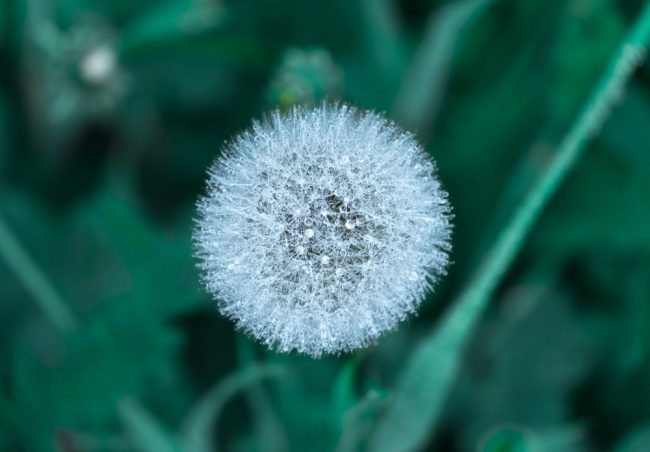 pelusa by vladimir-malyutin-94700-unsplash