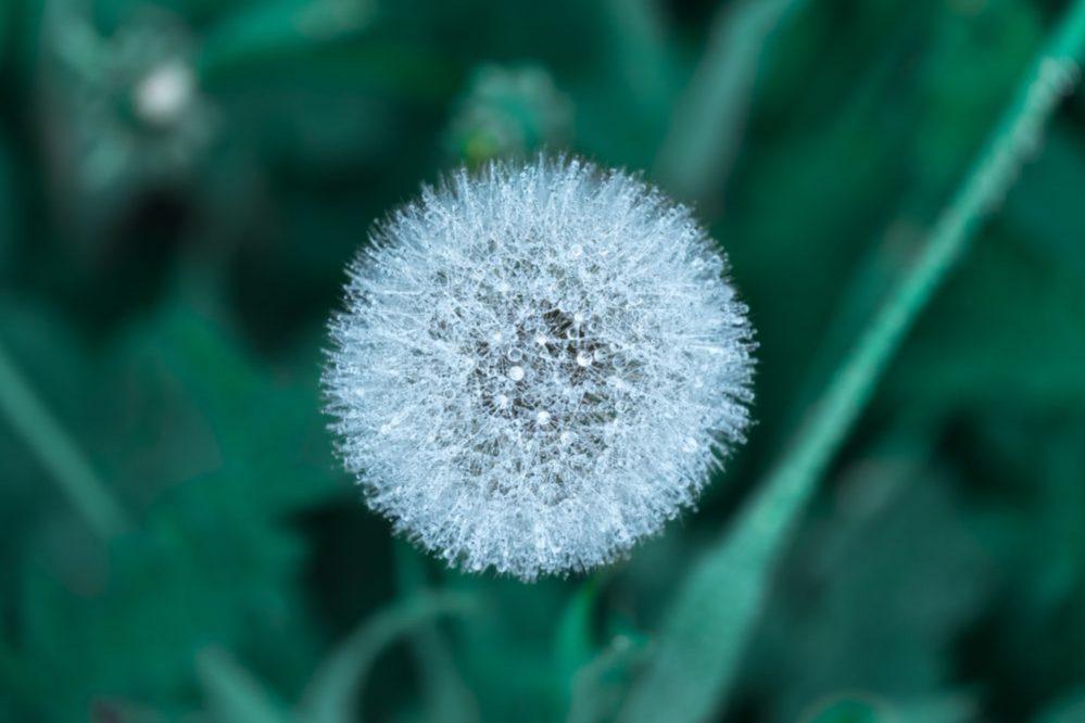 pelusa by vladimir-malyutin-94700-unsplash