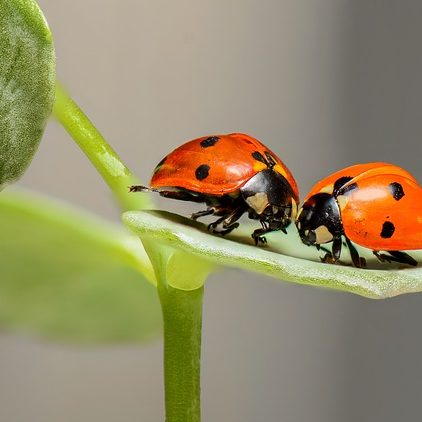 pareja mariquitas pareja mariquitas
